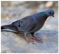 Control de plagas: palomas y otras aves