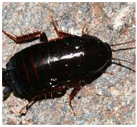 Imagen de cucaracha en exterior