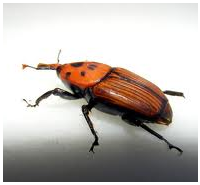 Control de plagas: escarabajos