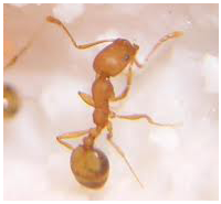 Control de plagas: hormigas