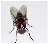 Control de plagas: moscas