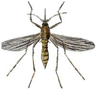 Control de plagas: mosquitos