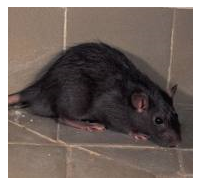 Control de plagas: ratas