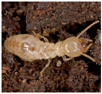 Control de plagas: termitas